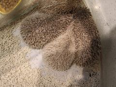 -momokira米努特·德文卷毛猫·棉花面纱犬