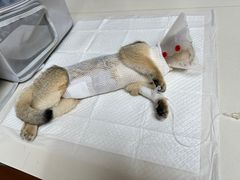 -宠颐生中康贝怡动物医院