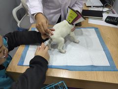 -嘉美宠物医院