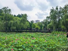-沐仙湖湿地公园