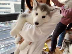 -Husky Go! 哈士奇体验馆·宠物咖啡厅狗咖