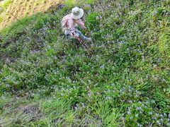 -桑洲油菜花景区