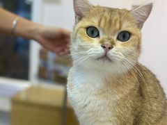 -Heymao猫咖.咖啡厅(东门店)