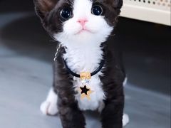 -山宅一喵德文卷毛猫舍