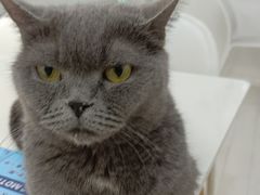 -喵的天空名猫咖啡馆·撸猫·猫舍·用品