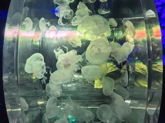 -暹罗海洋世界