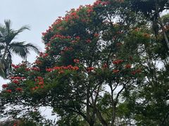 -中国科学院西双版纳热带植物园