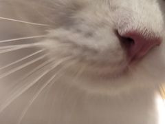 -啵啵喵·猫咖(攀华国际店)