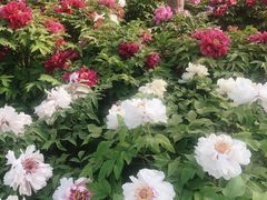 -莲花池公园