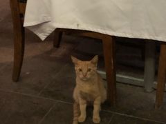 -Old Ottoman Cafe & Restaurant