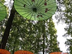 -东平国家森林公园