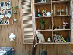 -猫色咖啡·猫咖