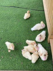 -萌宠亲子动物乐园(槐房万达店)