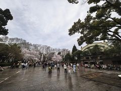 -武汉大学-樱园