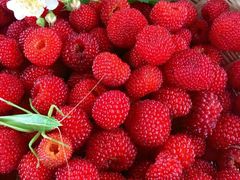 覆盆子与蚂蚱-看见远方·莫干遥远的山民宿