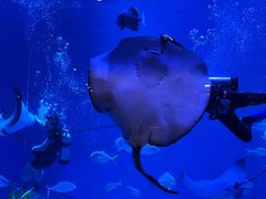 -烟台海昌鲸鲨海洋公园