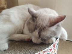 -猫咖时代(中山亭店)