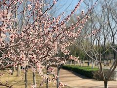 -大兴滨河森林公园