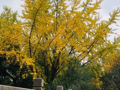 -交通银行(上海娄山关路支行)