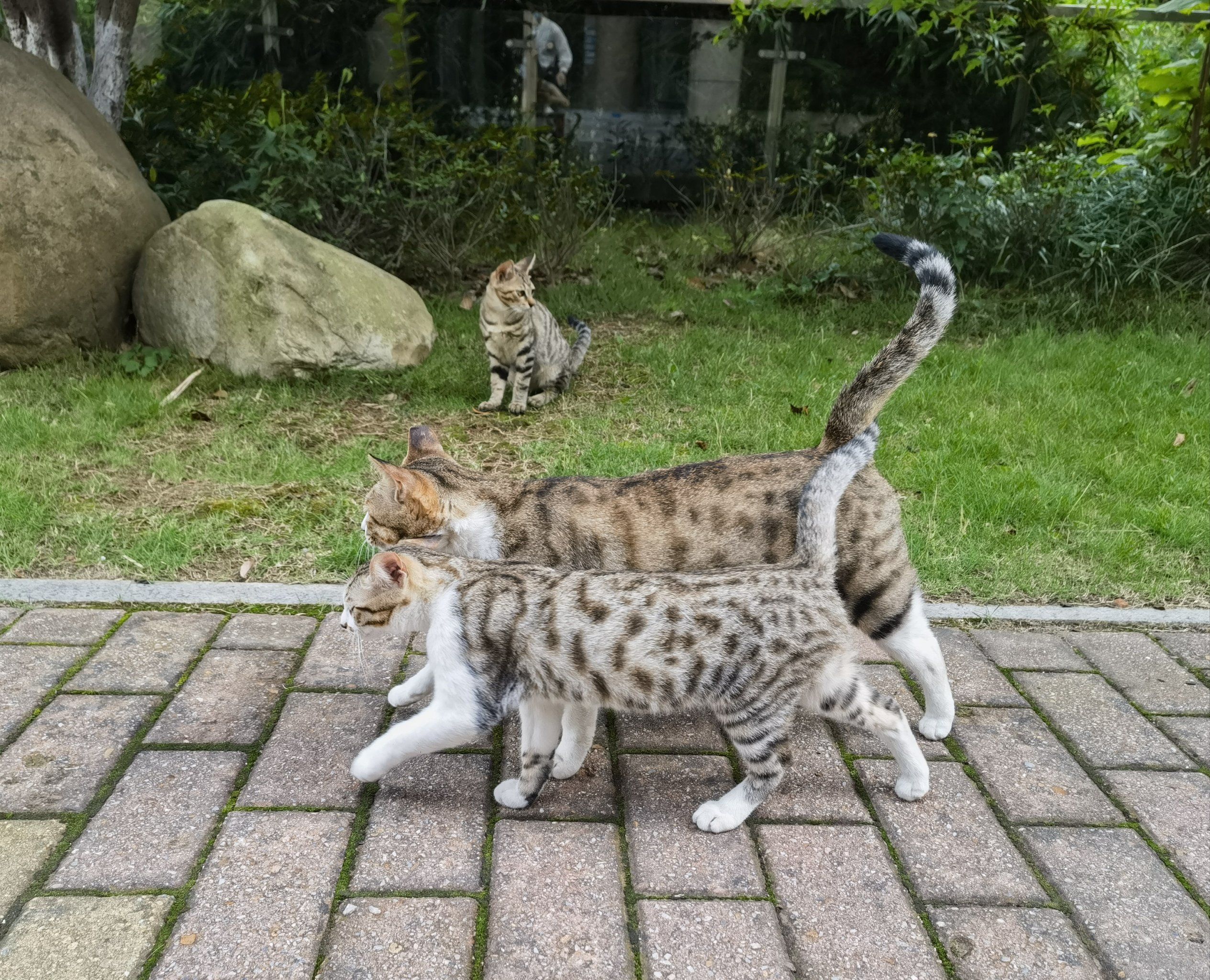 性格迥异双生子