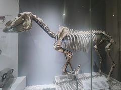 -国家自然博物馆
