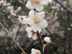 -潮府馆·非遗潮州菜·港式点心(世纪公园店)