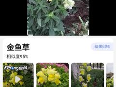 -野狸岛