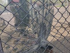 -诸城市恐龙博物馆