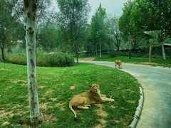 -北京野生动物园