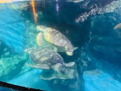 -烟台海昌鲸鲨海洋公园