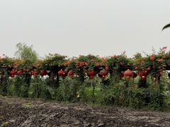 -同銮特种养殖场·龙虾垂钓