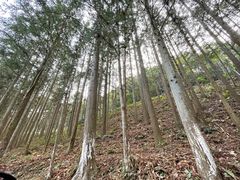-广州市石门国家森林公园