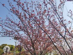 -高东镇樱花园