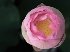 -莫催咖啡