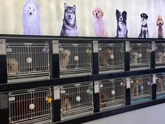 -翊宠yipet猫狗购宠庄园犬舍•猫舍