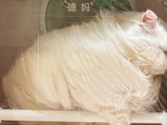 -悠尼宠物·独立低压伊珊娜洗护·美容·寄养(兰谷路店)