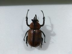 -上海昆虫博物馆