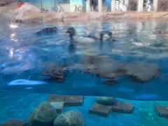 -海合安武汉极地海洋公园
