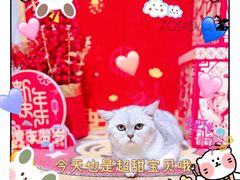 -佐罗家宠物馆·猫文化馆(紫霞路店)