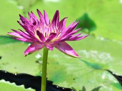 -上海辰山植物园