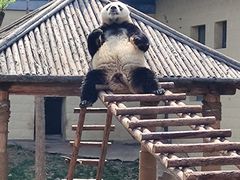 -石家庄市动物园