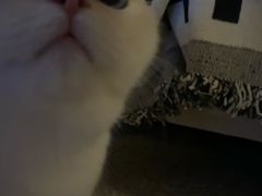 -东方名猫馆·英短金渐层布偶猫舍(环线广场1号楼店)