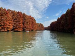 -上海海湾国家森林公园