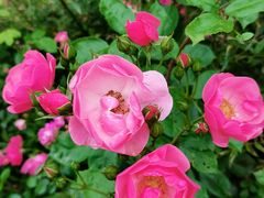 -昆山城市生态森林公园