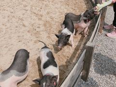 -前小桔亲子创意农场·草莓采摘·露营烧烤