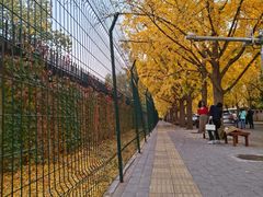 -三里屯东五街银杏大道