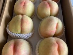 -南汇新场正宗水蜜桃采摘