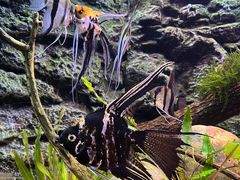 -上海海洋水族馆