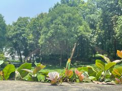 -野蔓果·山野菜(西湖景区·龙井茶田店)