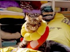 -纳吉亚猫专科动物诊疗中心(蒋宅口分院)
